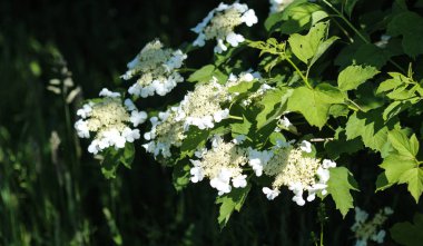 guelder gülü (Viburnum opulus) baharda çiçek açar