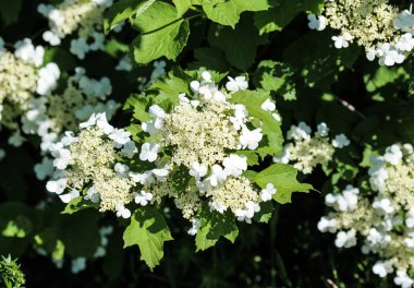 guelder gülü (Viburnum opulus) baharda çiçek açar