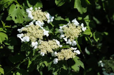 guelder gülü (Viburnum opulus) baharda çiçek açar