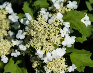 guelder gülü (Viburnum opulus) baharda çiçek açar