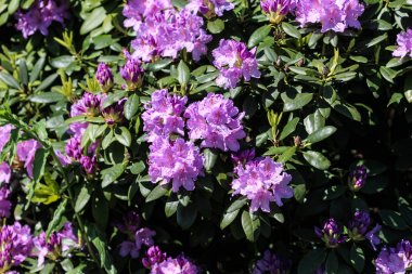 Çiçek açan Catawba Rosebay (Rhododendron catawbiense)