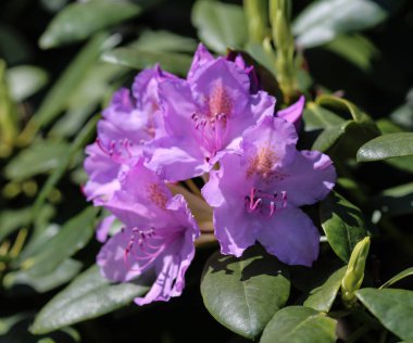 Çiçek açan Catawba Rosebay (Rhododendron catawbiense)