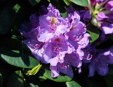 Çiçek açan Catawba Rosebay (Rhododendron catawbiense)