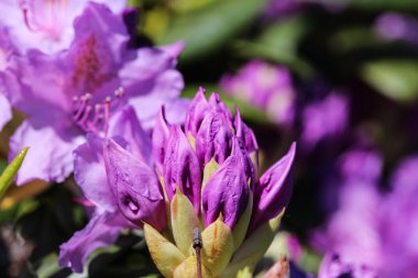 Çiçek açan Catawba Rosebay (Rhododendron catawbiense)