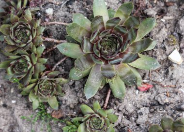 ortak houseleek veya Hen ve Chicks (Sempervivum Red Ace)