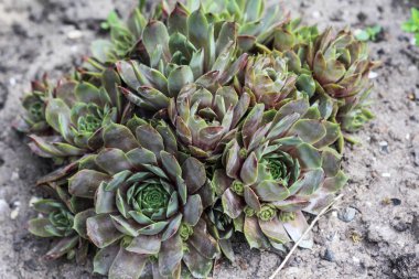ortak houseleek veya Hen ve Chicks (Sempervivum Red Ace)