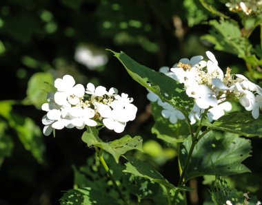 guelder gülü (Viburnum opulus) baharda çiçek açar