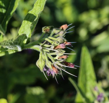 Bahar boyunca yabani kuş ya da hakiki kuş (Symphytum officinale) çiçeği