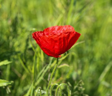 Ortak haşhaş (Papaver rhoeas) yaygın mısır haşhaş, mısır gül, tarla haşhaş tarafından bilinen