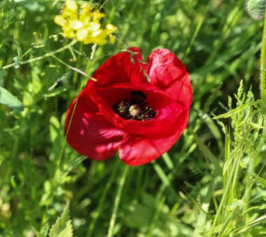 Ortak haşhaş (Papaver rhoeas) yaygın mısır haşhaş, mısır gül, tarla haşhaş tarafından bilinen
