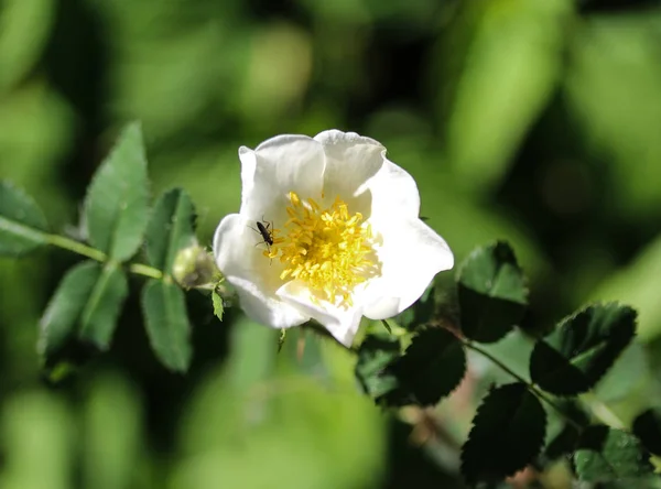 Шалфей лиственный Роза или Сальвия цистус (Cistus salviifolius ) — стоковое фото