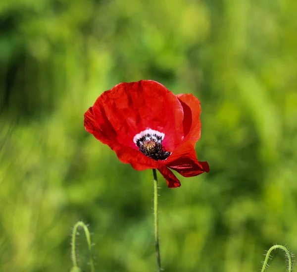 Common poppy (Papaver rhoeas) commonly known by corn poppy, corn rose, field poppy