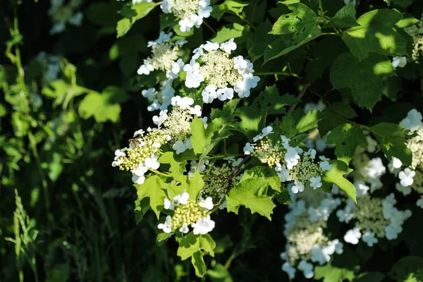 Róża guelder (Viburnum opulus) kwitnąca wiosną — Zdjęcie stockowe