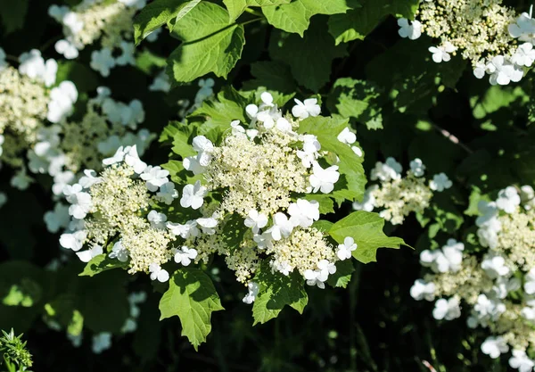 Роза гелдера (Viburnum opulus), цветущая весной — стоковое фото