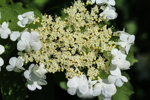 Guelder rose (Viburnum opulus) kvetoucí na jaře — Stock fotografie