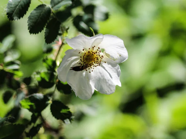 Шалфей лиственный Роза или Сальвия цистус (Cistus salviifolius ) — стоковое фото