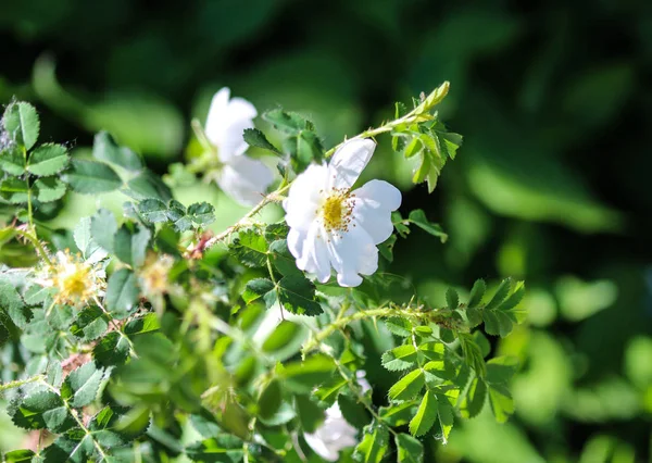 Salbeiblättrige Steinrose oder Salvia cistus (cistus salviifolius)) — Stockfoto