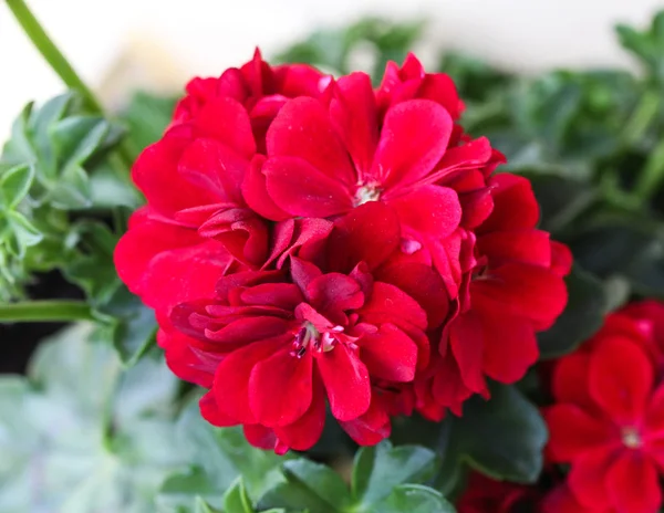 Rode geraniums (Pelargonium x hortorum) in de bloeiende tuin — Stockfoto