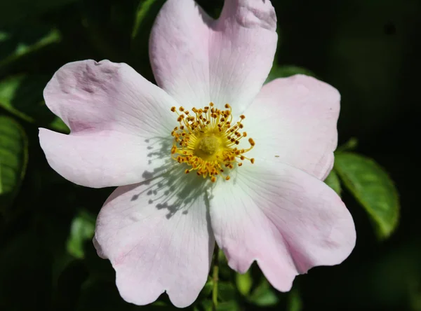 Apfel- oder Tafelapfelbaum (Malus domestica)) — Stockfoto