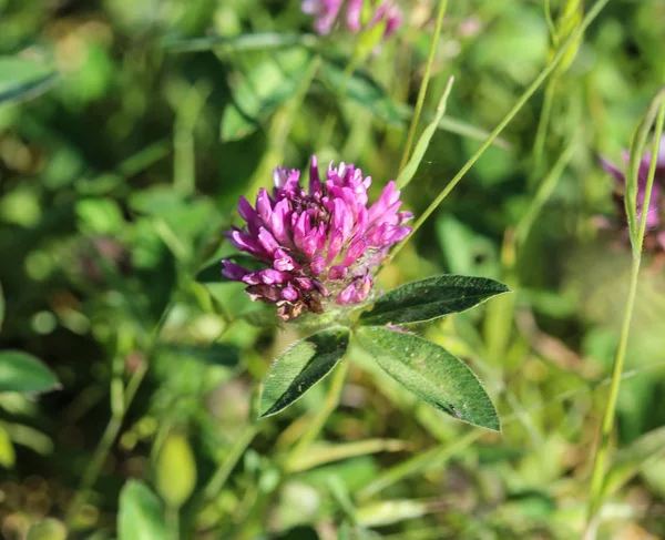 Red Clover (Trifolium pratense) blooming in spring — Stock Photo, Image