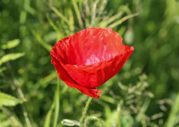 Common poppy (Papaver rhoeas) commonly known by corn poppy, corn rose, field poppy