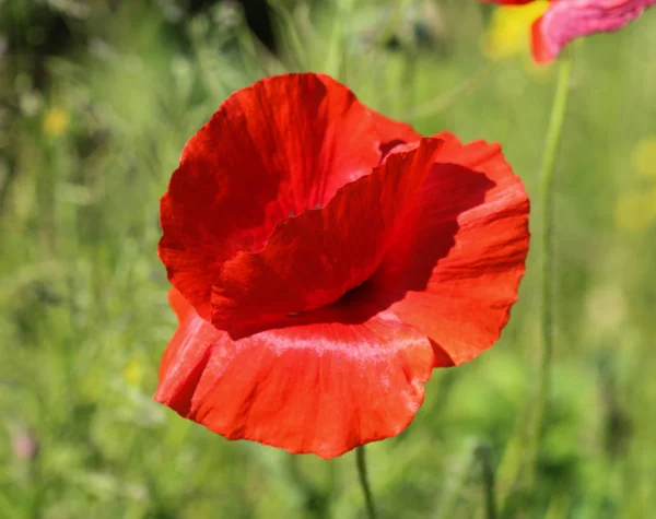 Common poppy (Papaver rhoeas) commonly known by corn poppy, corn rose, field poppy