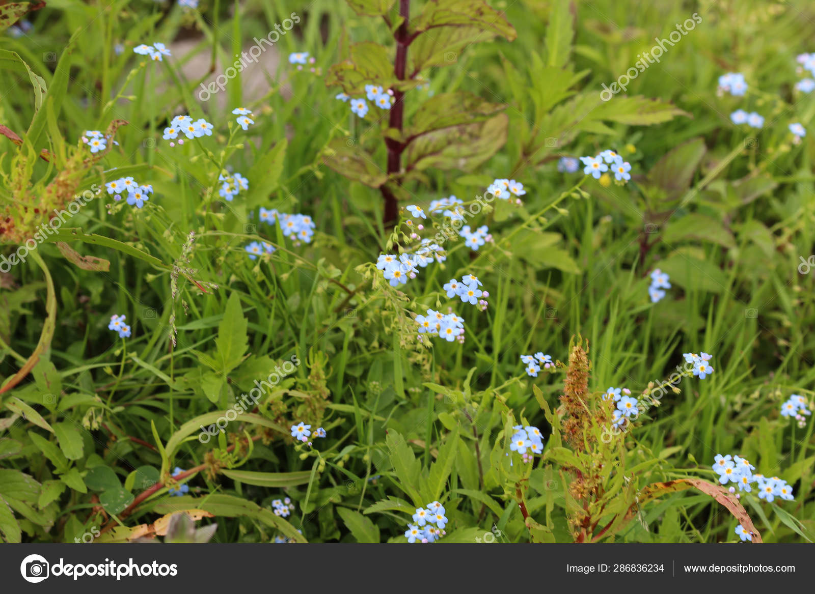 Myosotis Scorpioides The True Forget Me Not Water Forget Me Not Flower Stock Photo Image By C Michael14mei2 Live Nl