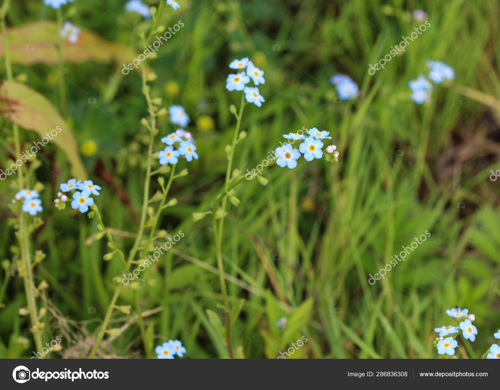 Myosotis Scorpioides The True Forget Me Not Water Forget Me Not Flower Stock Photo Image By C Michael14mei2 Live Nl