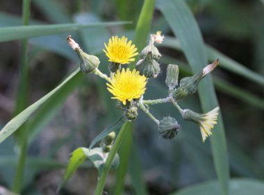 Sonchus asper, also commonly known as the prickly sow-thistle, rough milk thistle, spiny sowthistle, sharp-fringed sow, or spiny-leaved sow thistle clipart