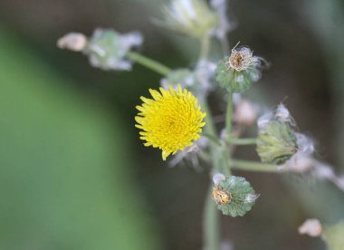 Sonchus asper, aynı zamanda yaygın olarak bilinen dikenli Sow-Thistle, kaba süt devedikeni, dikenli sowthistle, keskin fringed ekmek, ya da dikenli-mayalı ekmek devedikeni