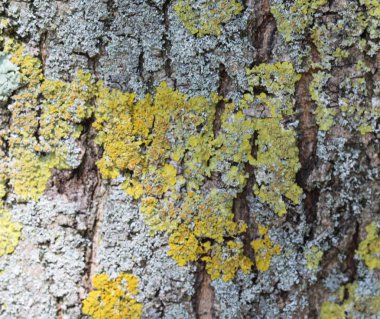 Yaygın foliose olarak bilinen xanthoria aureola liken, altın-sarı liken, ısidia veya soredia eksik,