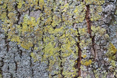 Yaygın foliose olarak bilinen xanthoria aureola liken, altın-sarı liken, ısidia veya soredia eksik,