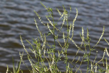 Melilotus albus, ayrıca bal yonca olarak bilinen, Bokhara Clover (Avustralya), tatlı yonca, ya da beyaz melilot, yaz sezonunda çiçeklenme