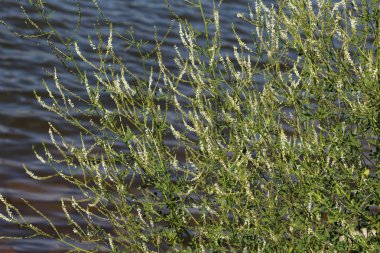 Melilotus albus, ayrıca bal yonca olarak bilinen, Bokhara Clover (Avustralya), tatlı yonca, ya da beyaz melilot, yaz sezonunda çiçeklenme
