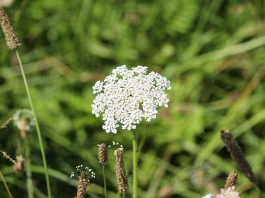 Daucus Carota, bilinen adları vahşi havuç, kuş yuvası, piskopos danteli ve Kraliçe Anne 'in danteli.