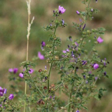 Malva sylvestris, ortak isimler ortak Mallow, peynirler, yüksek Mallow veya uzun boylu Mallow, yaz sezonunda çiçeklenme