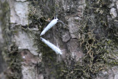 ağaç üzerinde kuş kiraz Ermin (yponomeuta evonymella) gün aktif güve