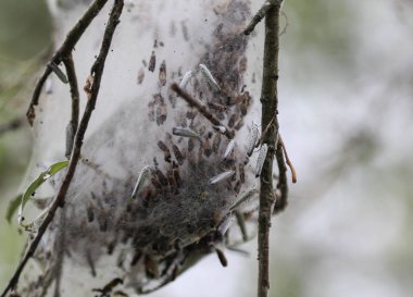 ağaç üzerinde kuş kiraz Ermin (yponomeuta evonymella) gün aktif güve