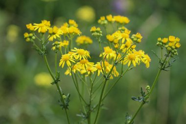 Jacobaea erucifolia veya ağarmış ragwort çiçek (Senecio erucifolius) bahar çiçeklenme