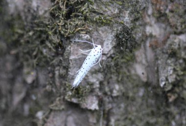 ağaç üzerinde kuş kiraz Ermin (yponomeuta evonymella) gün aktif güve