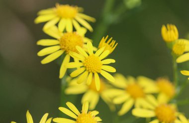 Jacobaea erucifolia veya ağarmış ragwort çiçek (Senecio erucifolius) bahar çiçeklenme