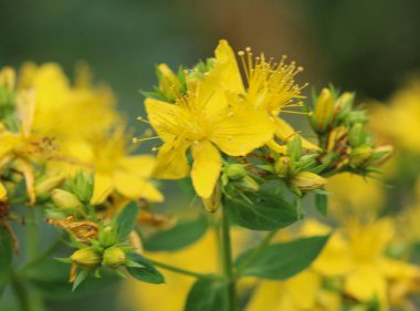 Hypericum perforatum, Perforat olarak bilinen St John 's-wort, ortak Saint John 's Wort ve St John 's Wort çiçek