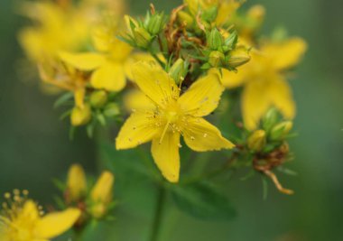 Hypericum perforatum, Perforat olarak bilinen St John 's-wort, ortak Saint John 's Wort ve St John 's Wort çiçek