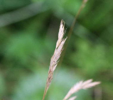 Brachypodium sylvaticum, yaygın olarak bilinen yanlış-Brome, ince yanlış Brome veya ahşap yanlış Brome