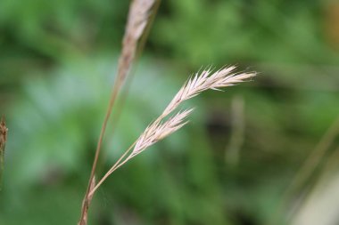 Brachypodium sylvaticum, yaygın olarak bilinen yanlış-Brome, ince yanlış Brome veya ahşap yanlış Brome