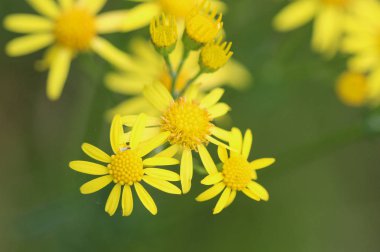 Jacobaea erucifolia veya ağarmış ragwort çiçek (Senecio erucifolius) bahar çiçeklenme