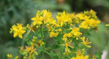 Hypericum perforatum, Perforat olarak bilinen St John 's-wort, ortak Saint John 's Wort ve St John 's Wort çiçek
