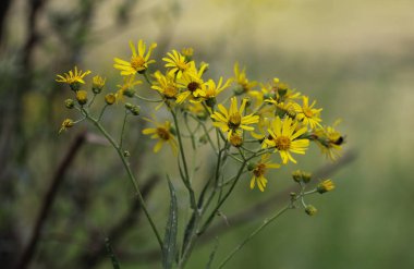 Jacobaea erucifolia veya ağarmış ragwort çiçek (Senecio erucifolius) bahar çiçeklenme
