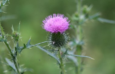 Cirsium vulgare çiçeği, mızrak devedikeni, boğa devedikeni, ya da devedikeni, yazın açan.