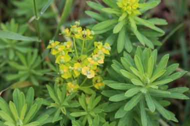 Çiçeklenme Euphorbia cyparissias, baharda selvi sütleğen bitki